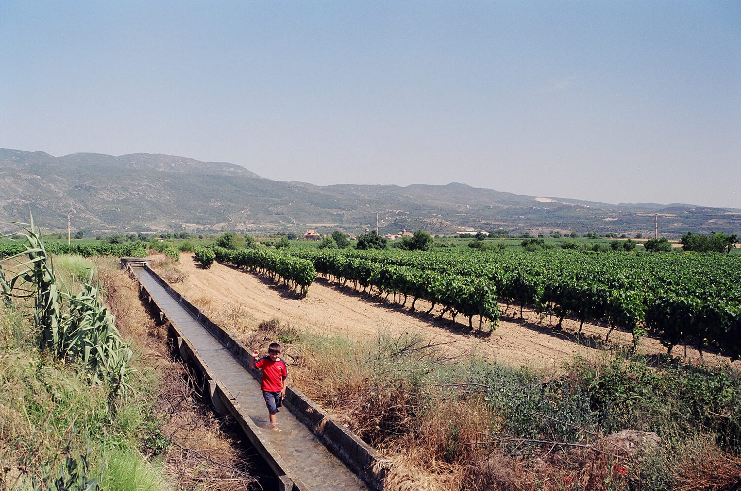 A Somontano vineyard