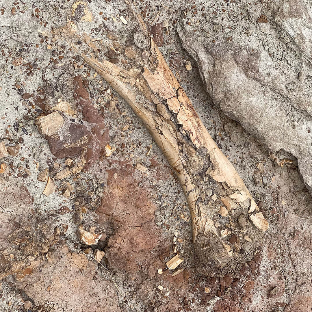 A partially-buried dinosaur bone