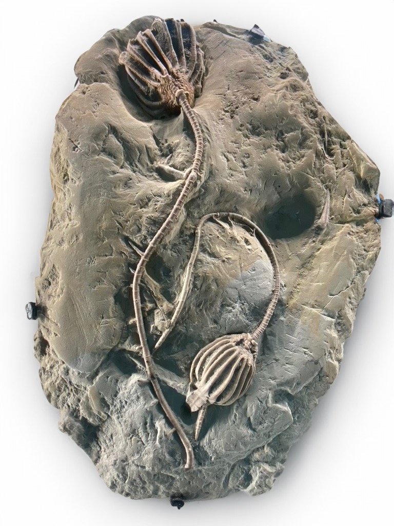 Mississippian age crinoids at the Royal Tyrell