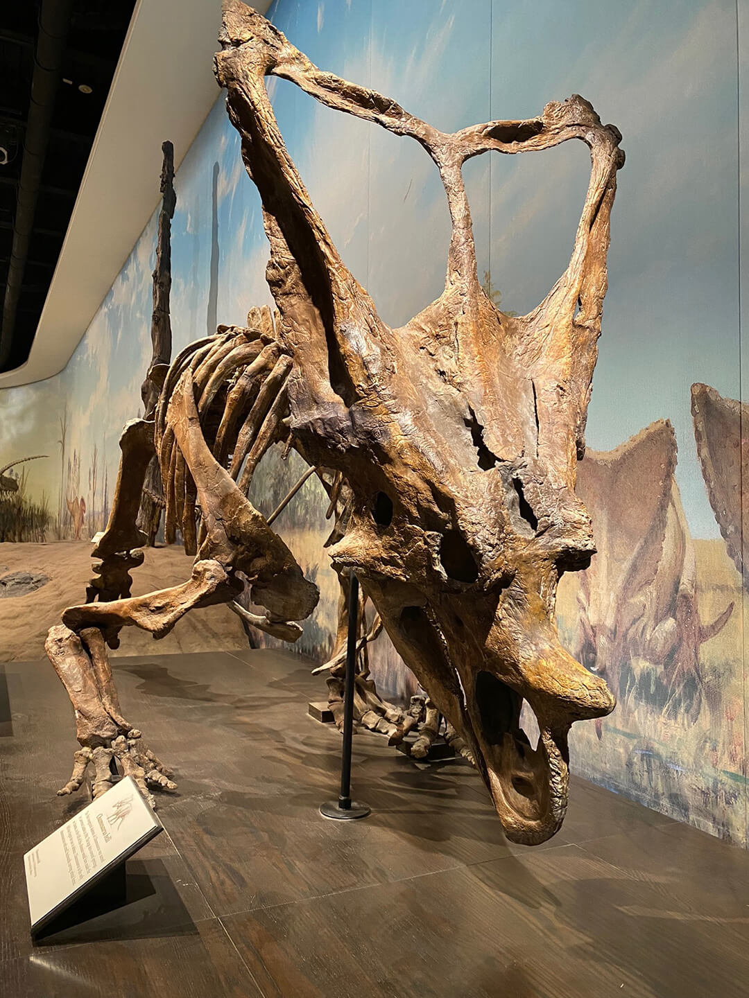 Remains of a Late Cretaceous Chasmosaurus ceratopsid dinosaur 