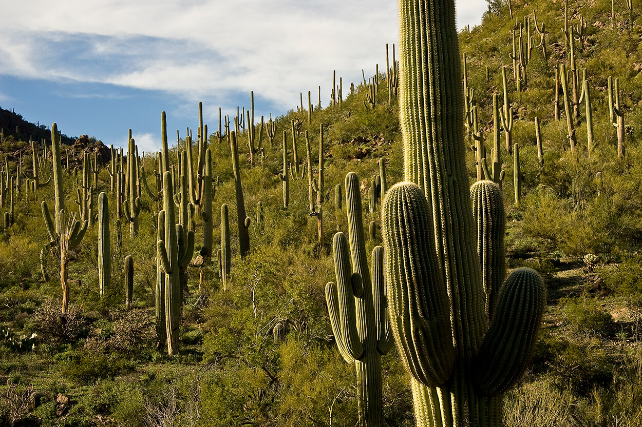A stand of Saguaro