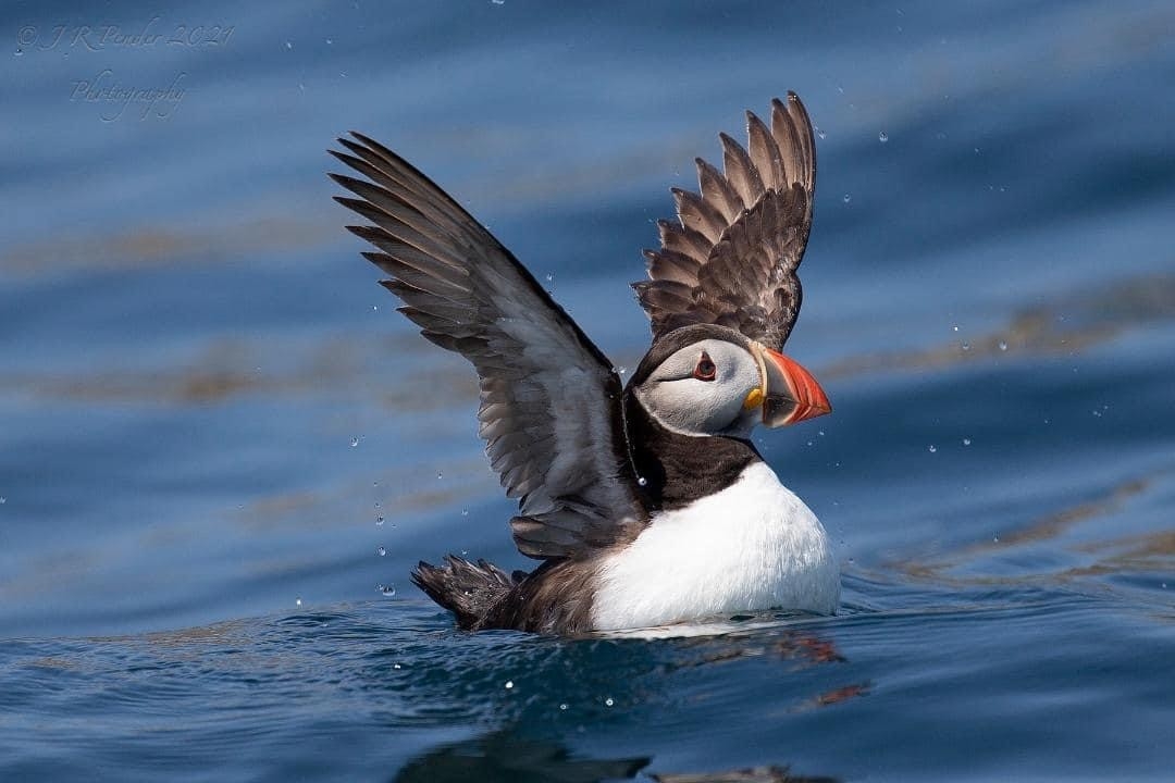 Puffin