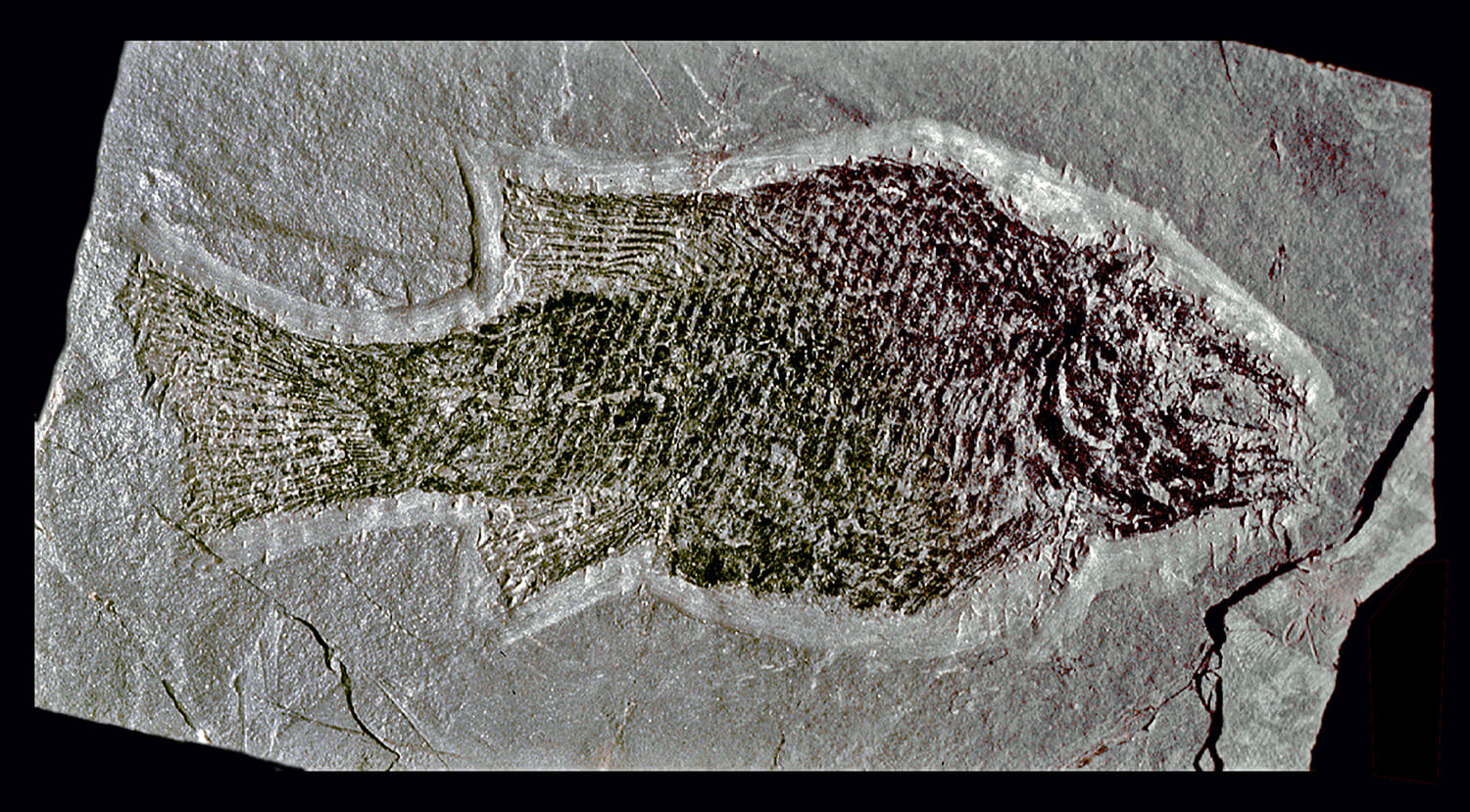 An example of the latest Triassic / Early Jurassic lacustrine genus Semionotus, a bony fish related to living gar species